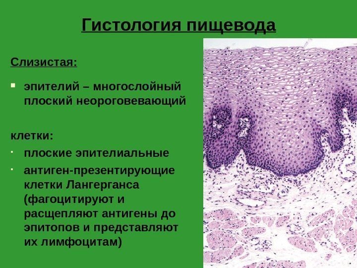 Гистология пищевода Слизистая:  эпителий – многослойный плоский неороговевающий  клетки:  • плоские
