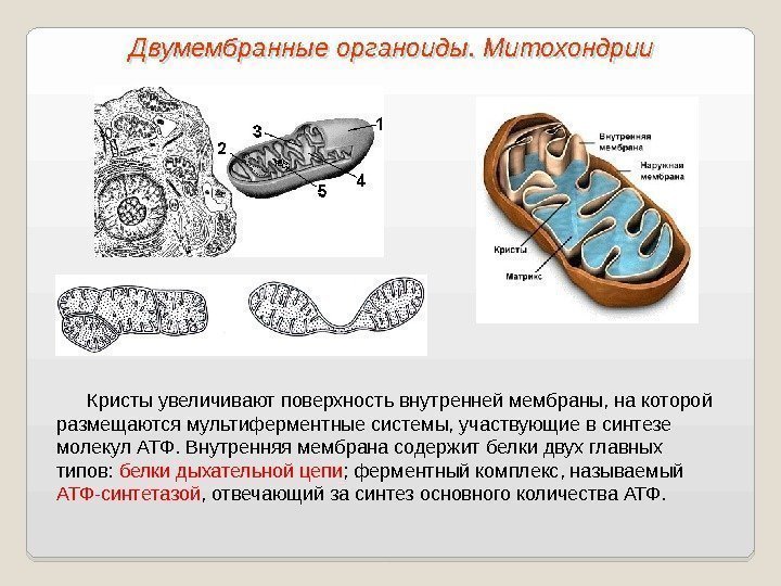 Кристы увеличивают поверхность внутренней мембраны, на которой размещаются мультиферментные системы, участвующие в синтезе молекул