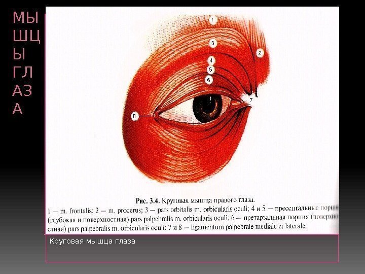 МЫ ШЦ Ы ГЛ АЗ А Вставка рисунка Круговая мышца глаза 32  