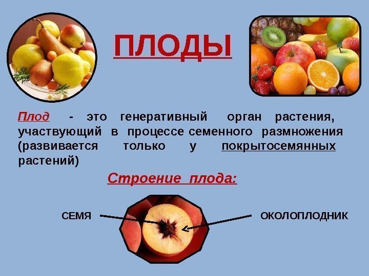 ПЛОДЫ Плод  -  это  генеративный орган  растения,  участвующий 