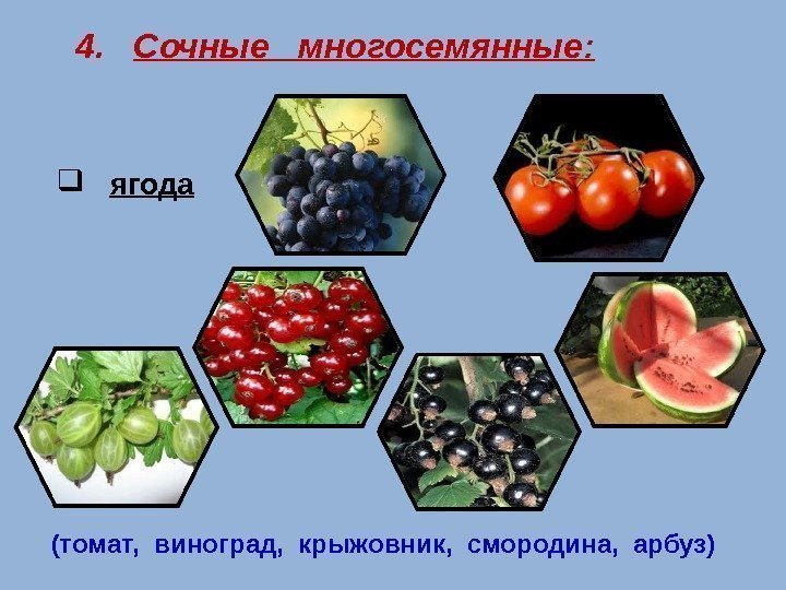4. Сочные  многосемянные:  ягода (томат,  виноград,  крыжовник,  смородина, 
