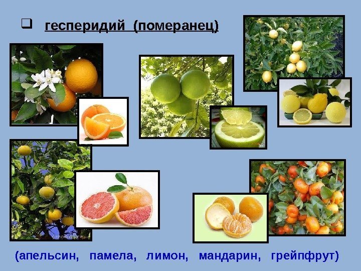  гесперидий (померанец) (апельсин,  памела,  лимон,  мандарин,  грейпфрут) 