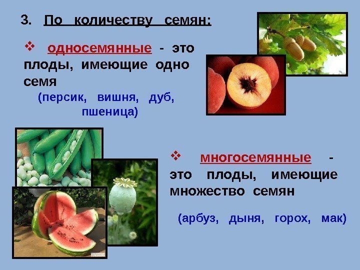 3. По  количеству  семян:  односемянные  - это  плоды, 
