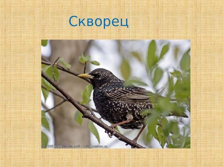 Скворец  