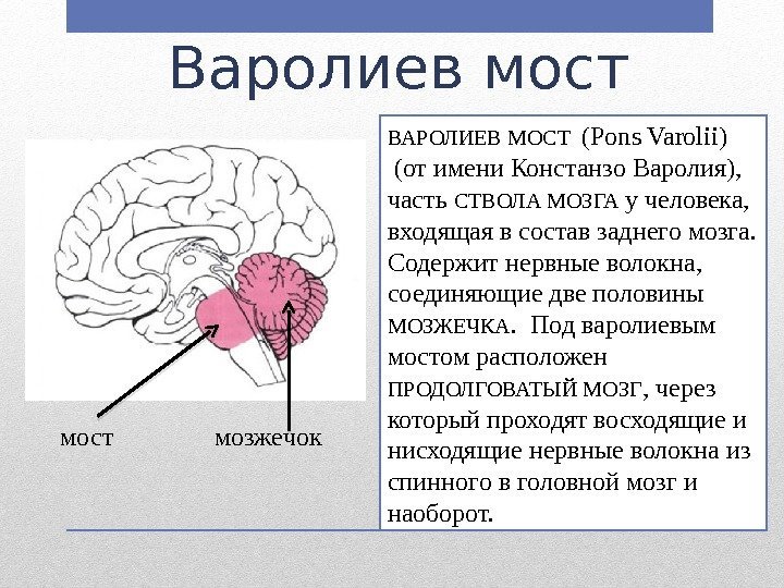 Варолиев мост ВАРОЛИЕВ МОСТ  (Pons Varolii)  (от имени Констанзо Варолия),  часть