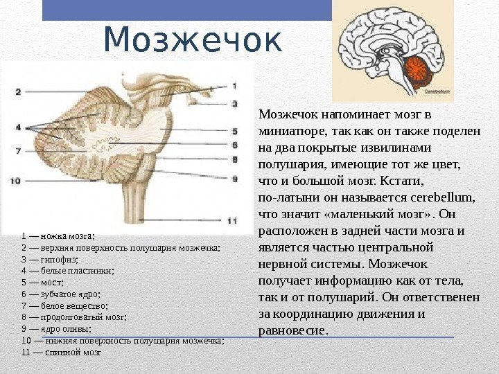 Мозжечок напоминает мозг в миниатюре, так как он также поделен на два покрытые извилинами