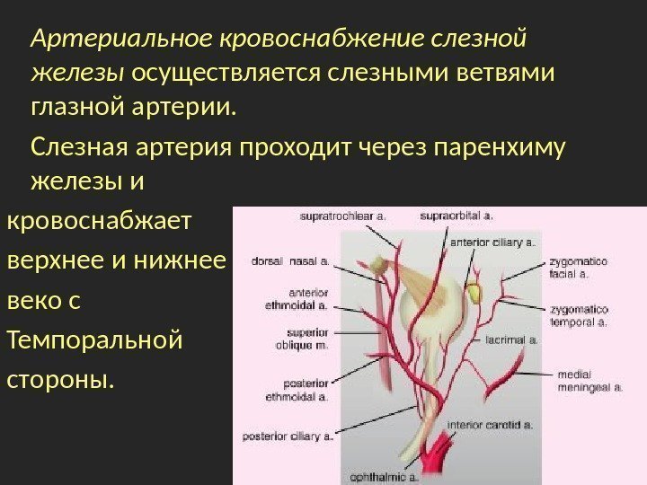 Артериальное кровоснабжение слезной железы осуществляется слезными ветвями глазной артерии. Слезная артерия проходит через паренхиму