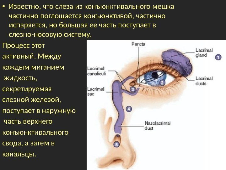  • Известно, что слеза из конъюнктивального мешка частично поглощается конъюнктивой, частично испаряется, но