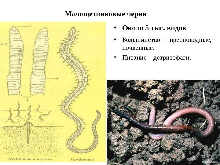 Малощетинковые черви • Около 5 тыс. видов • Большинство – пресноводные,  почвенные. 