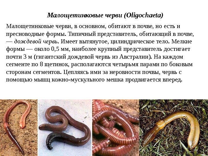 Малощетинковые черви, в основном, обитают в почве, но есть и пресноводные формы. Типичный представитель,