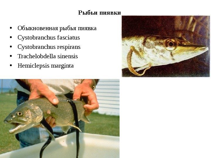 Рыбьи пиявки • Обыкновенная рыбья пиявка • Cystobranchus fasciatus • Cystobranchus respirans • Trachelobdella