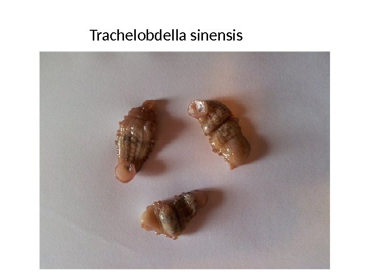 Trachelobdella sinensis 