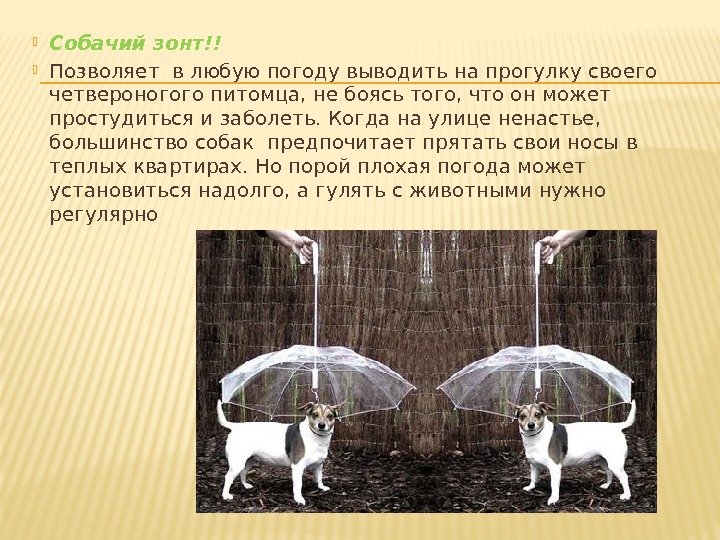  Собачий зонт!! Позволяет в любую погоду выводить на прогулку своего четвероногого питомца, не