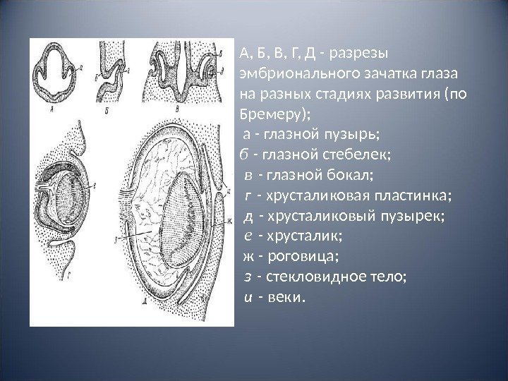 А, Б, В, Г, Д - разрезы эмбрионального зачатка глаза на разных стадиях развития