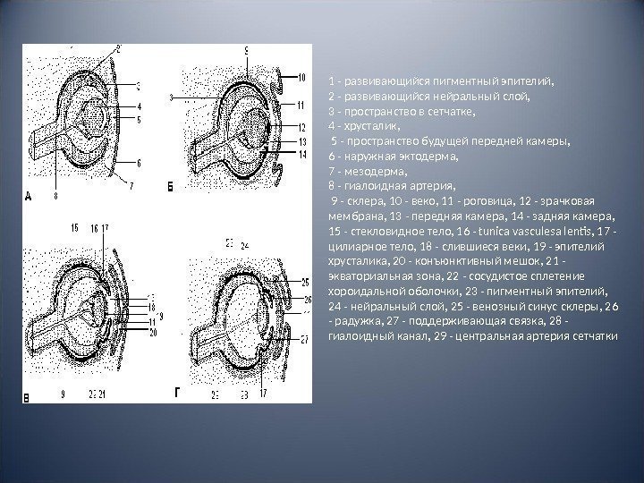 1 - развивающийся пигментный эпителий,  2 - развивающийся нейральный слой,  3 -