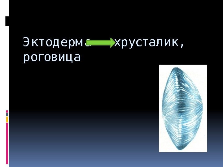 Э ктод ерм а хрусталик,  роговица 