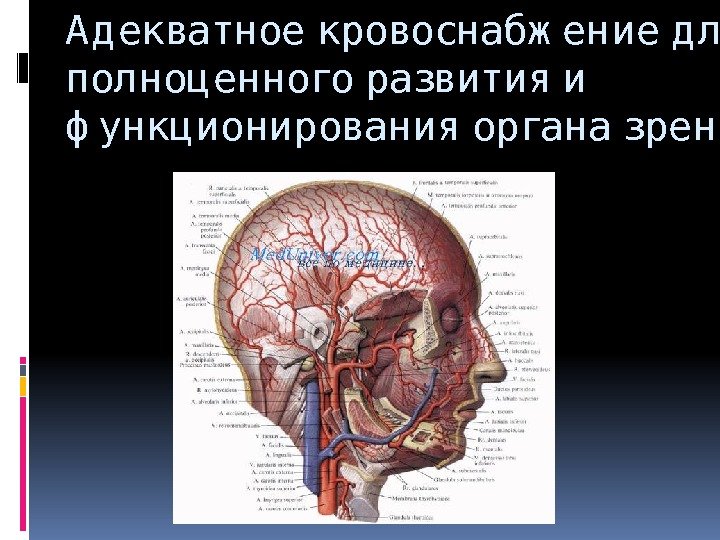 А д екватное кровоснабж ение д ля полноц енного развития и ф ункц ионирования