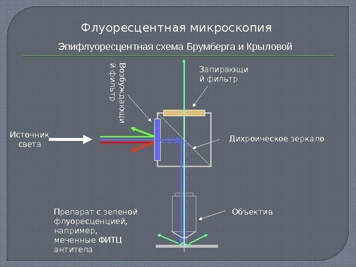 Флуоресцентная микроскопия Эпифлуоресцентная схема Брумберга и Крыловой Запирающи й фильтр. В озбуж д аю