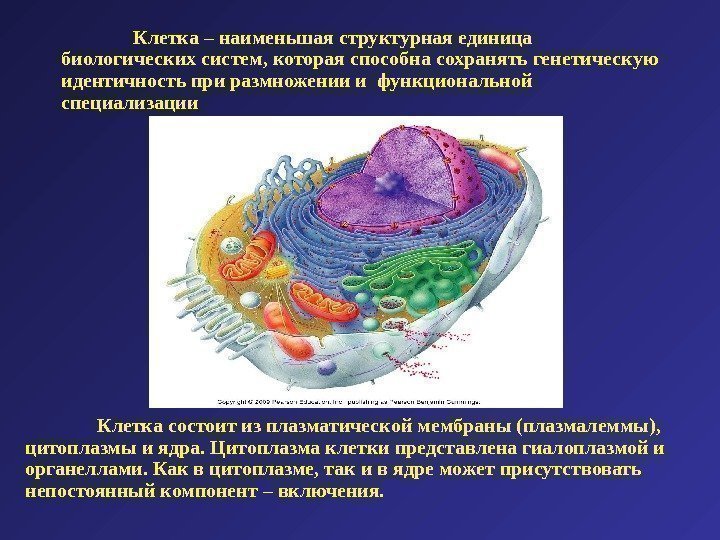 Клетка состоит из плазматической мембраны (плазмалеммы),  цитоплазмы и ядра. Цитоплазма клетки представлена гиалоплазмой