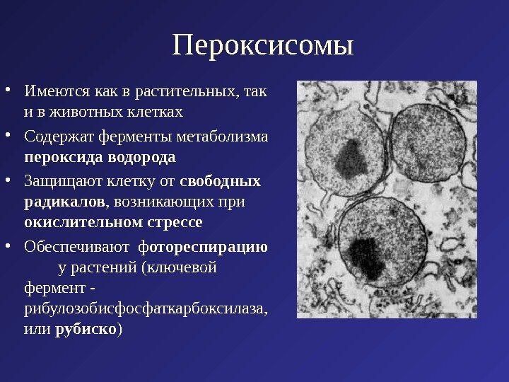 Пероксисомы • Имеются как в растительных, так и в животных клетках • Содержат ферменты