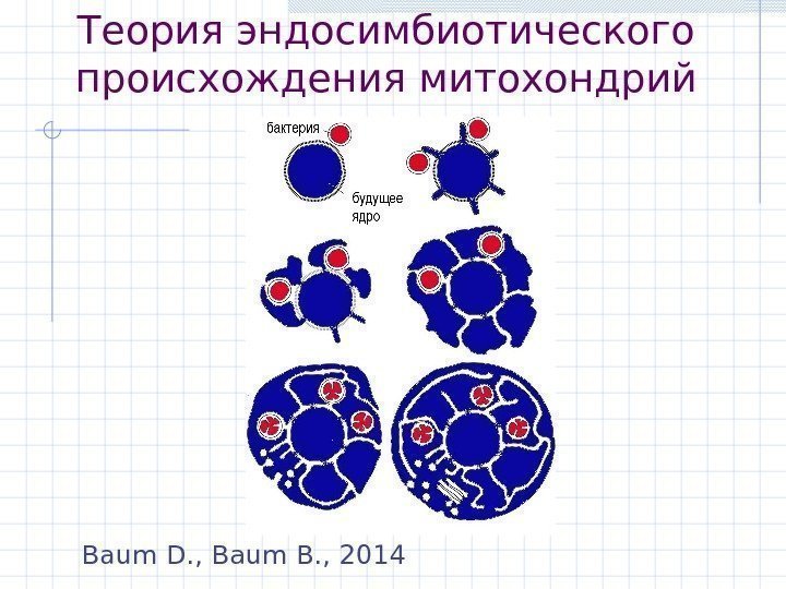 Теория эндосимбиотического происхождения митохондрий Baum D. , Baum B. , 2014 