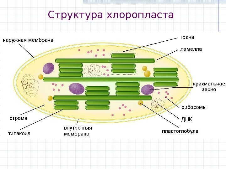 Структура хлоропласта 