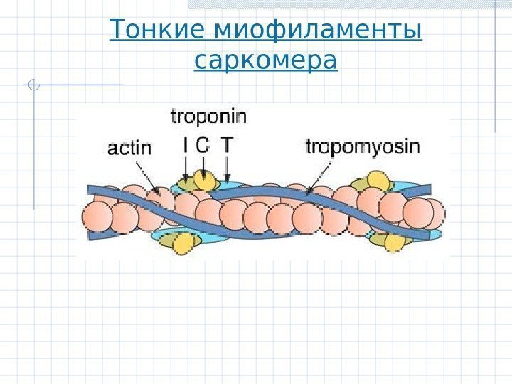 Тонкие миофиламенты саркомера 