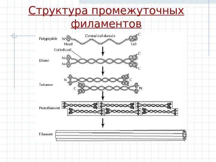 Структура промежуточных филаментов 