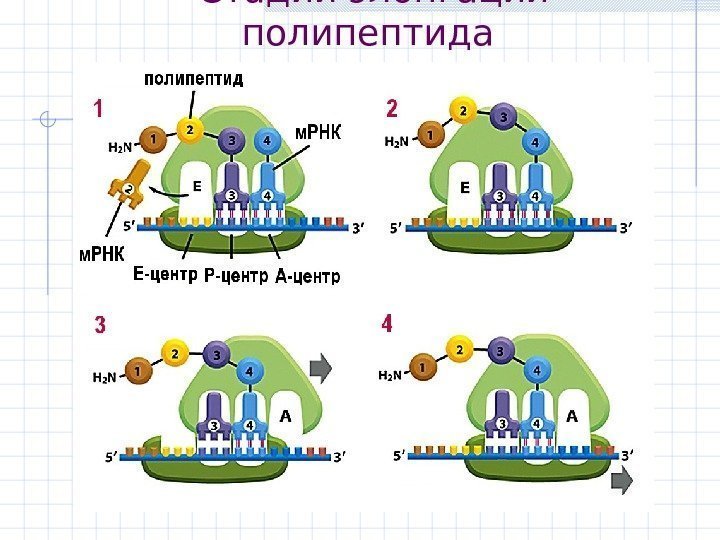  Стадии элонгации полипептида 