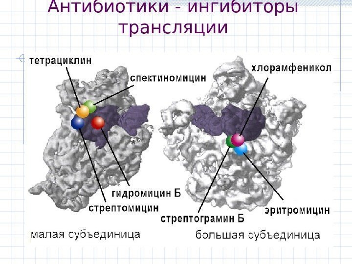 Антибиотики - ингибиторы трансляции 