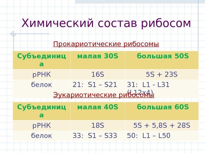 Химический состав рибосом Субъединиц а малая 30 S  большая 50 S р. РНК