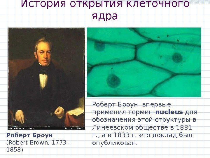 История открытия клеточного ядра Роберт Броун ( Robert Brown , 1 773 – 1