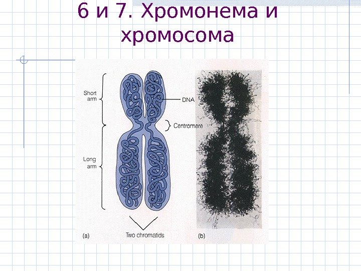 6 и 7. Хромонема и хромосома 