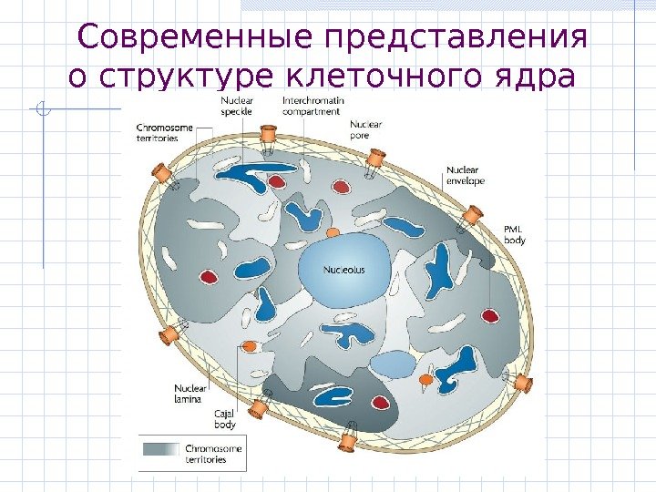   Современные представления о структуре клеточного ядра 
