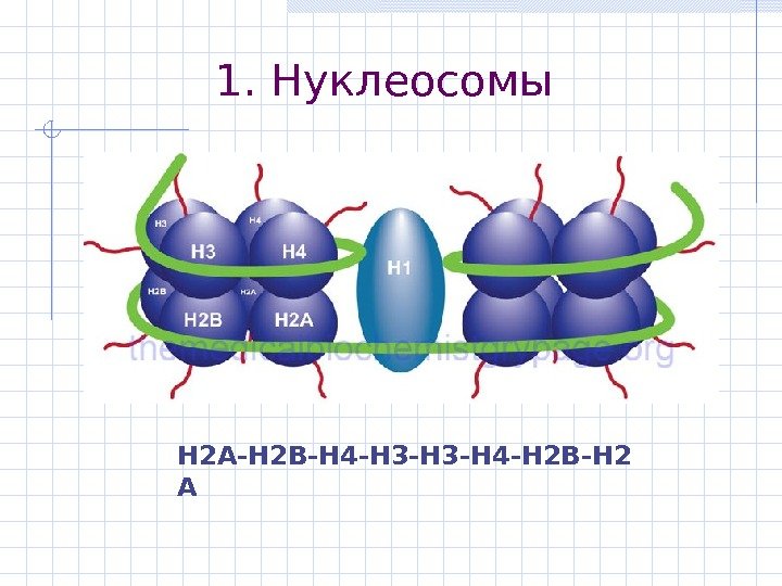 1. Нуклеосомы H 2 A-H 2 B-H 4 -H 3 -H 4 -H 2