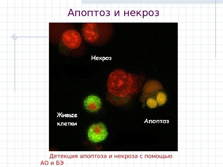   Апоптоз и некроз  Детекция апоптоза и некроза с помощью АО и