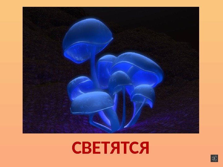 СВЕТЯТСЯ 