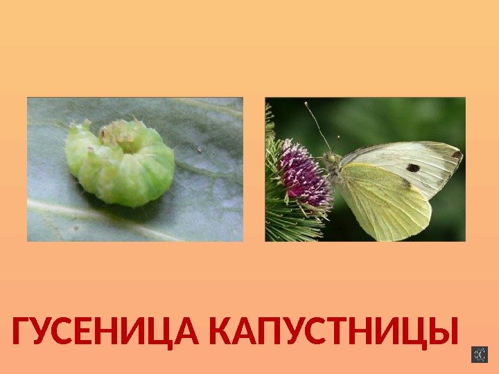 ГУСЕНИЦА КАПУСТНИЦЫ  