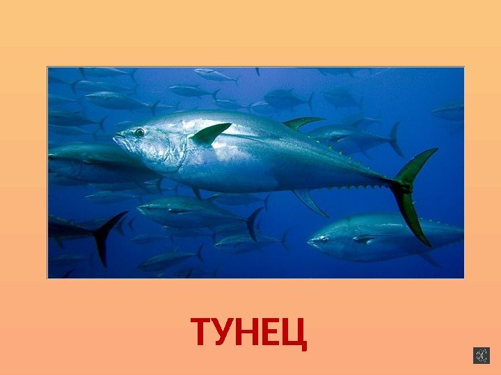 ТУНЕЦ 