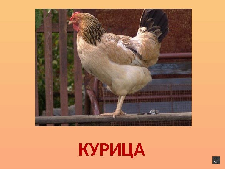 КУРИЦА 