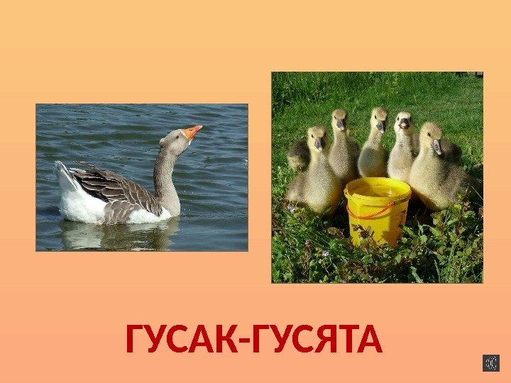 ГУСАК-ГУСЯТА  