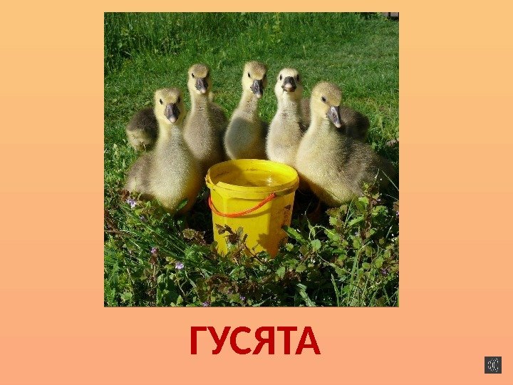 ГУСЯТА 
