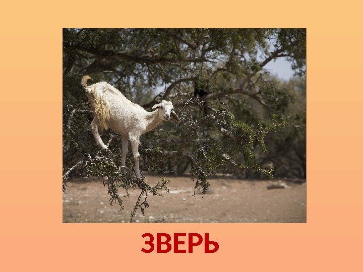 ЗВЕРЬ 