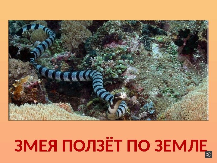 ЗМЕЯ ПОЛЗЁТ ПО ЗЕМЛЕ 