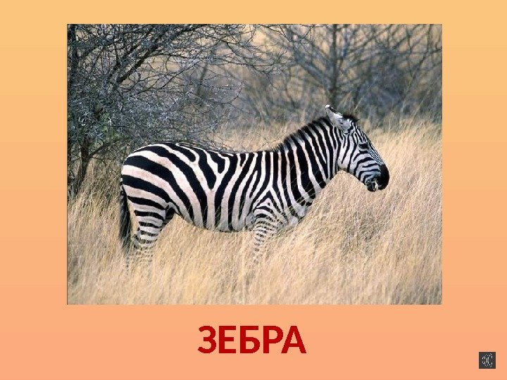 ЗЕБРА 