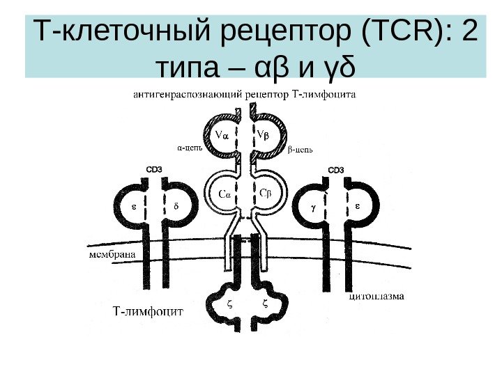 Т-клеточный рецептор ( TCR) : 2 типа – αβ и γδ 