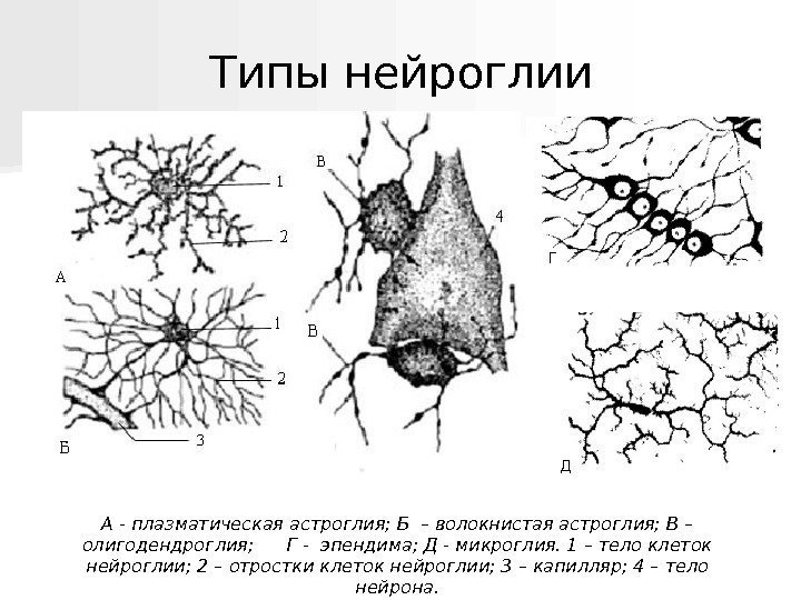   Типы нейроглии А - плазматическая астроглия; Б – волокнистая астроглия; В –