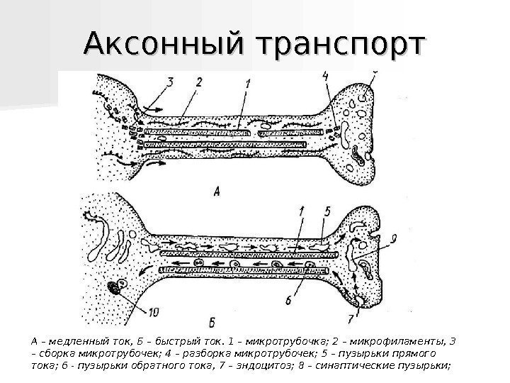   Аксонный транспорт А – медленный ток, Б – быстрый ток. 1 –