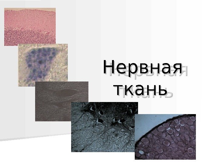  Нервная ткань  0202 0 B 0 D 0101 