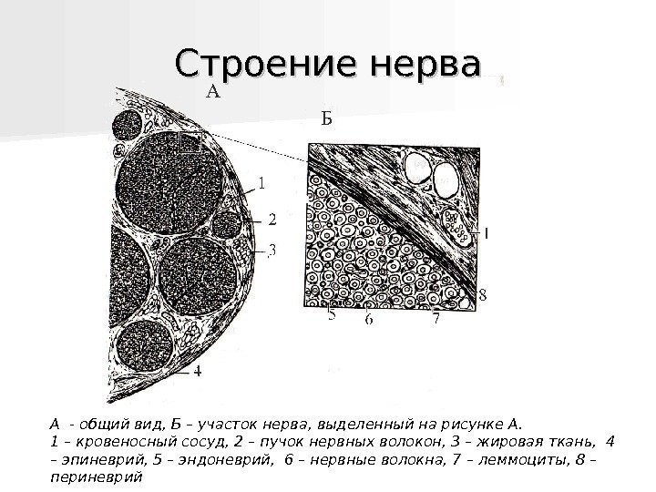   Строение нерва А - общий вид, Б – участок нерва, выделенный на